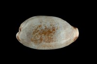 藏品(清齒寶螺)的圖片